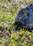 Scirpus maximowiczii