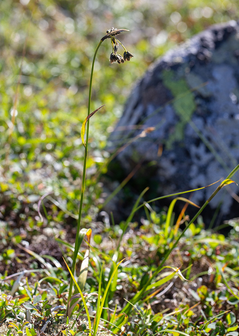 Image of Scirpus maximowiczii specimen.