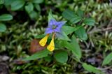 Смотреть изображение Melampyrum nemorosum