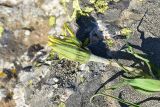 genus Tragopogon. Верхушка извлечённого из почвы растения с развивающимся соцветием. Турция, ил Артвин, р-н Юсуфели, окр. дер. Дамлаташ, выс. 1925 м н.у.м., луг среди камней. 13 июня 2026 г.