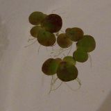 Spirodela polyrhiza. Растения, извлечённые из воды (сильно увеличено). Курская обл., г. Железногорск, вдхр. на р. Погарщина. 5 июля 2007 г.