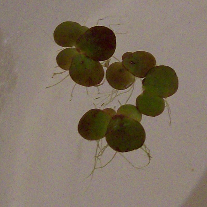Изображение особи Spirodela polyrhiza.