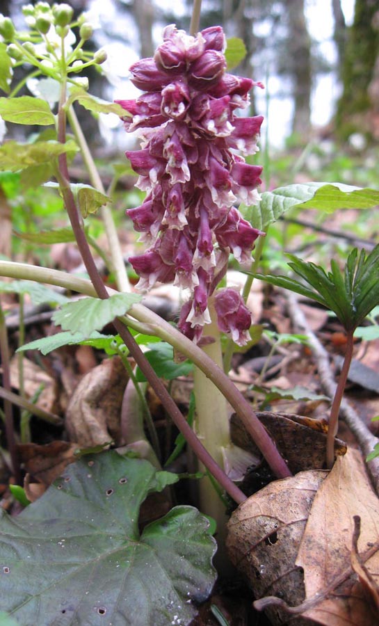 Image of Lathraea squamaria specimen.