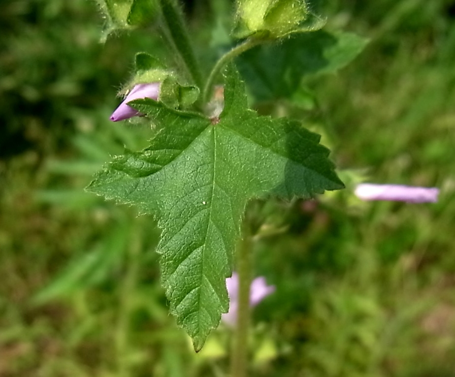 Image of Malva sylvestris specimen.