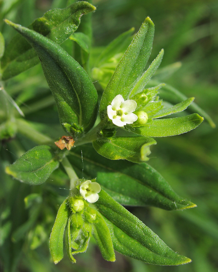 Image of Lithospermum officinale specimen.