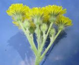 Hieracium