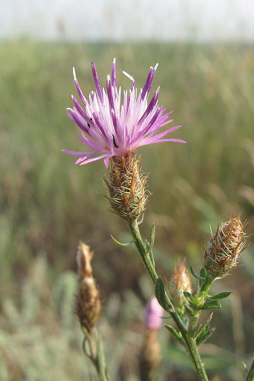 Image of Centaurea diffusa specimen.