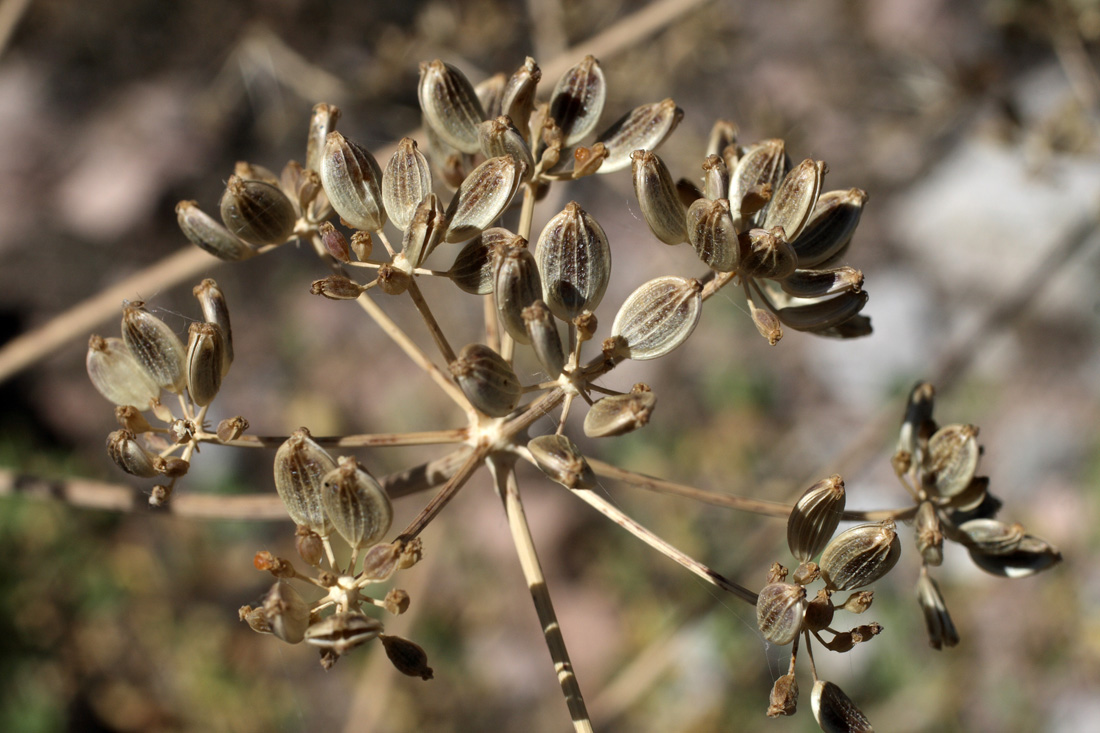 Изображение особи Ferula samarkandica.