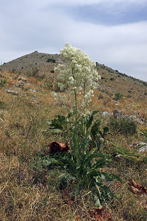 Image of Stubendorffia orientalis specimen.