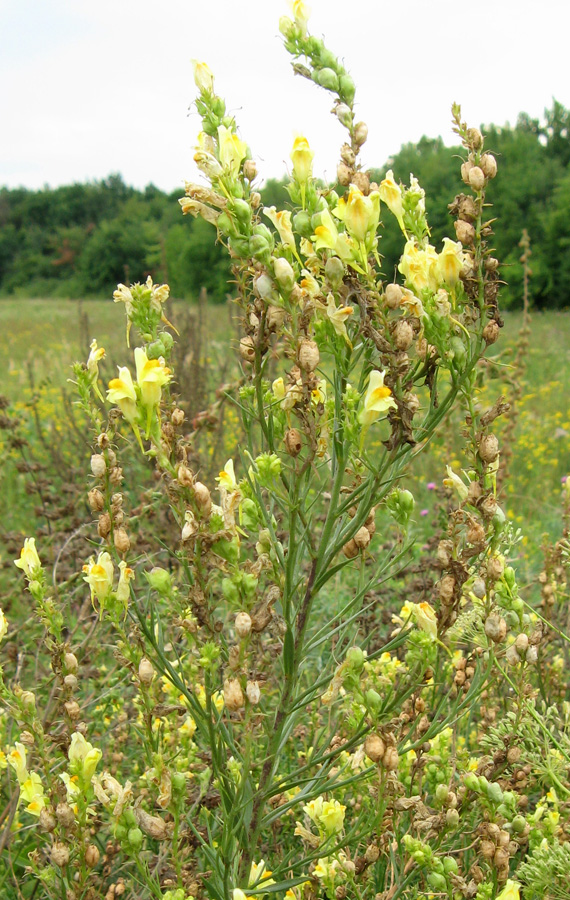 Изображение особи Linaria ruthenica.