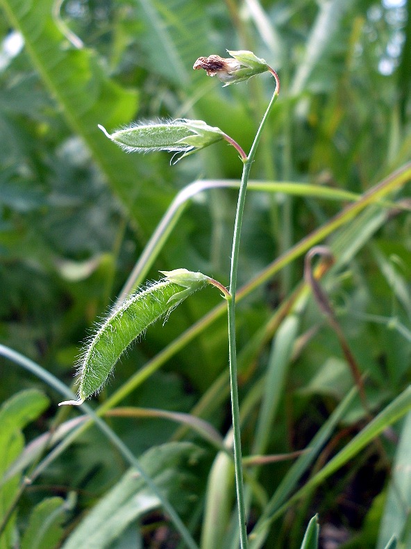 Изображение особи Lathyrus hirsutus.