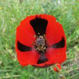 Papaver stevenianum. Цветок. Украина, Донецкая обл., Кривая коса, песчано-ракушечниковая терраса, НПП \"Меотида\". 10.05.2011.