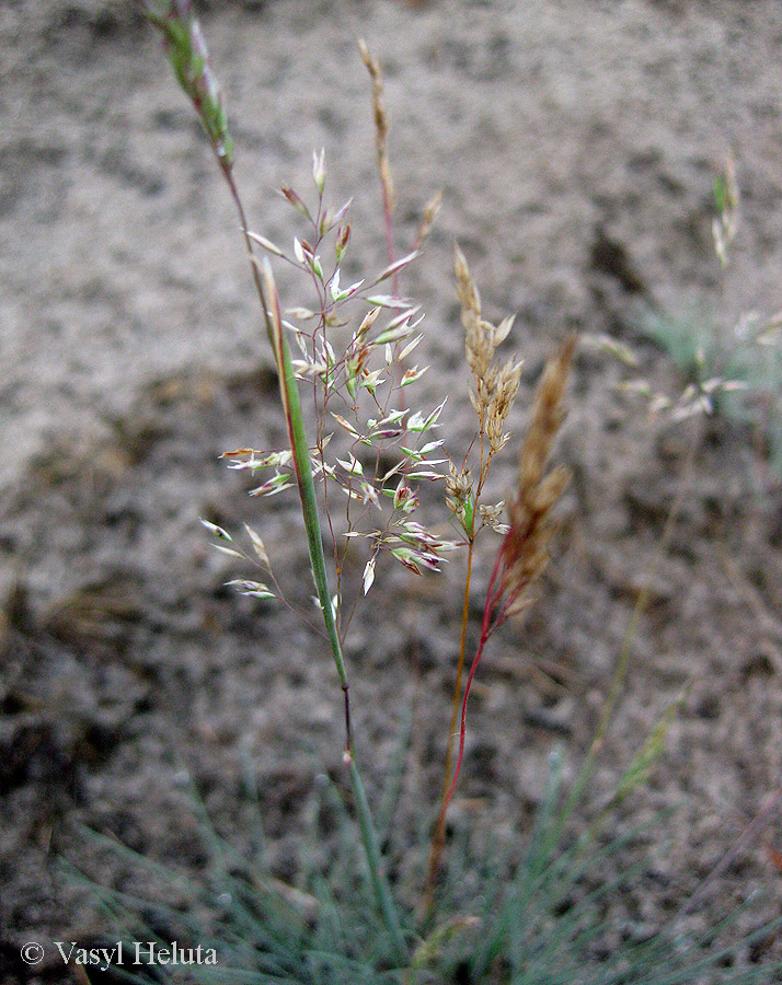 Изображение особи Corynephorus canescens.