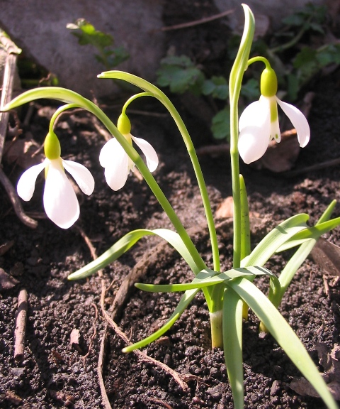 Изображение особи Galanthus gracilis.