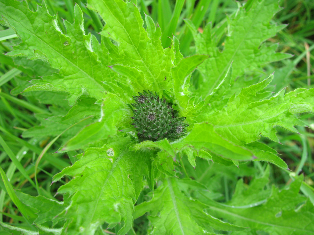 Изображение особи Carduus crispus.