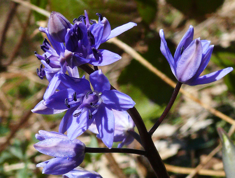 Image of Scilla bifolia specimen.