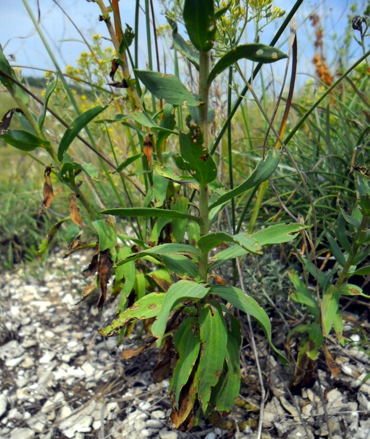 Изображение особи Linum hirsutum.