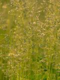 Poa angustifolia
