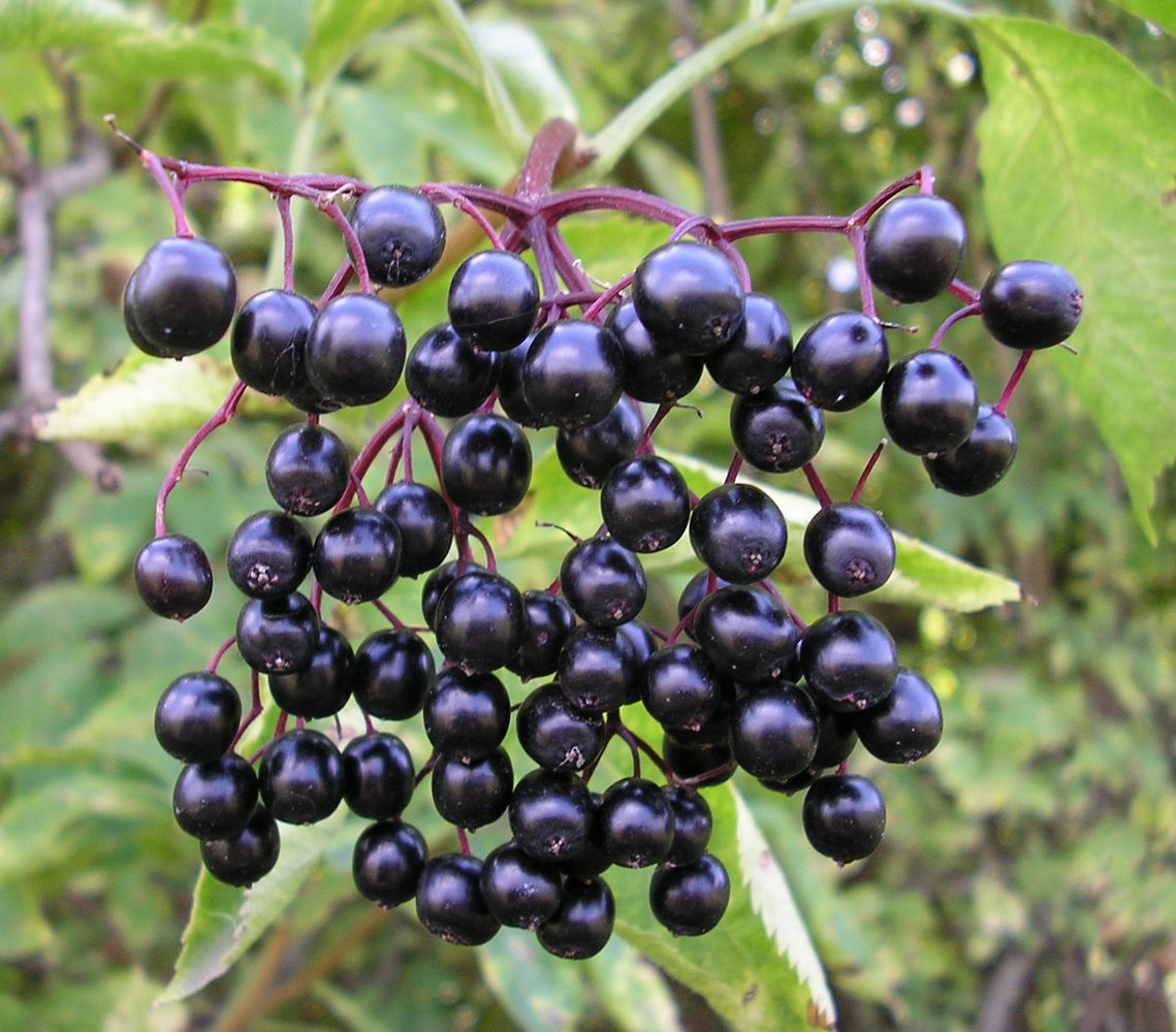 Image of Sambucus nigra specimen.