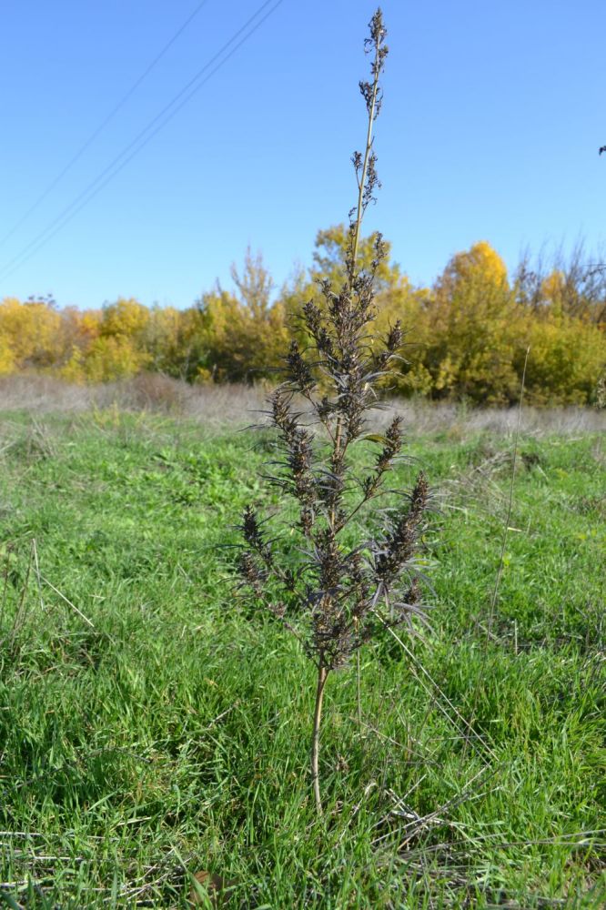 Image of Cannabis sativa var. spontanea specimen.