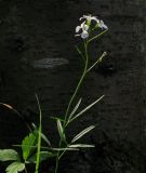 Cardamine trifida