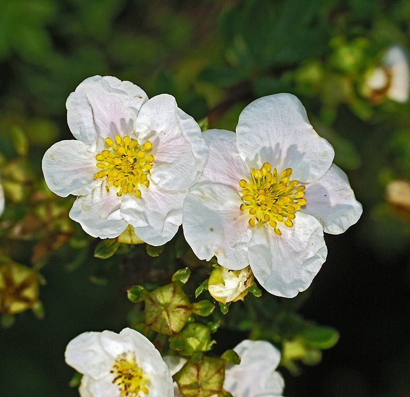 Image of Dasiphora fruticosa specimen.