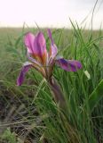 Iris glaucescens