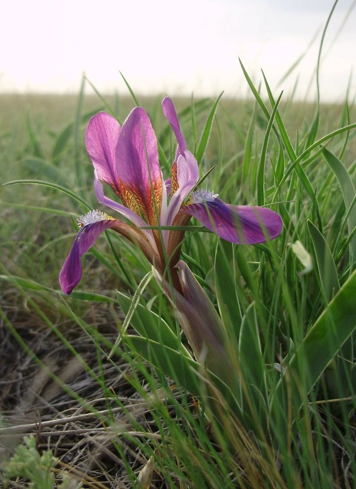 Image of Iris glaucescens specimen.