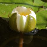 Nymphaea candida. Раскрывающийся цветок. Белоруссия, Витебская обл., окр. дер. Сурмино, оз. Белое, прибрежное песчаное мелководье. 04.08.2011.