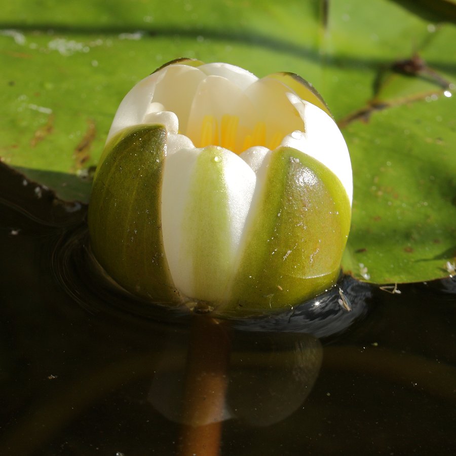 Изображение особи Nymphaea candida.