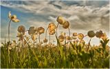 Anemone sylvestris. Верхушки побегов с цветками. Красноярский край, окр. Красноярска. 30.05.2011.