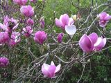 Magnolia &times; soulangeana