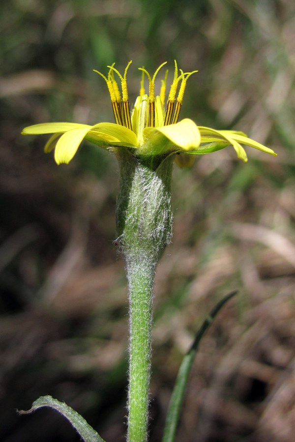 Image of Scorzonera mollis specimen.