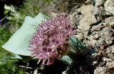 Allium akaka