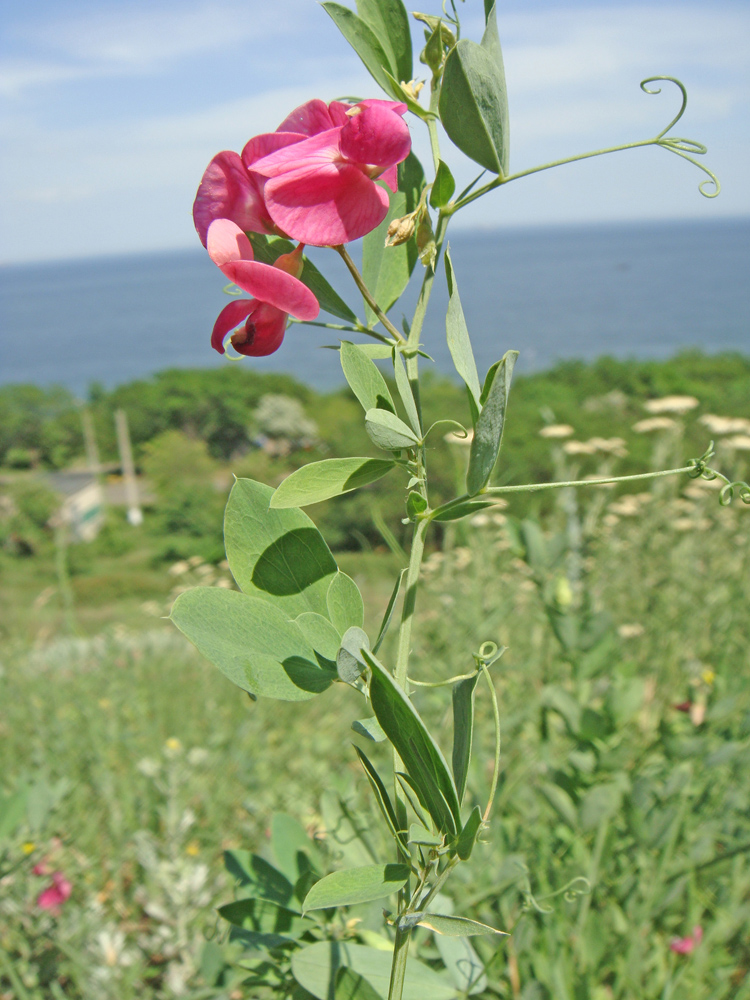 Изображение особи Lathyrus tuberosus.