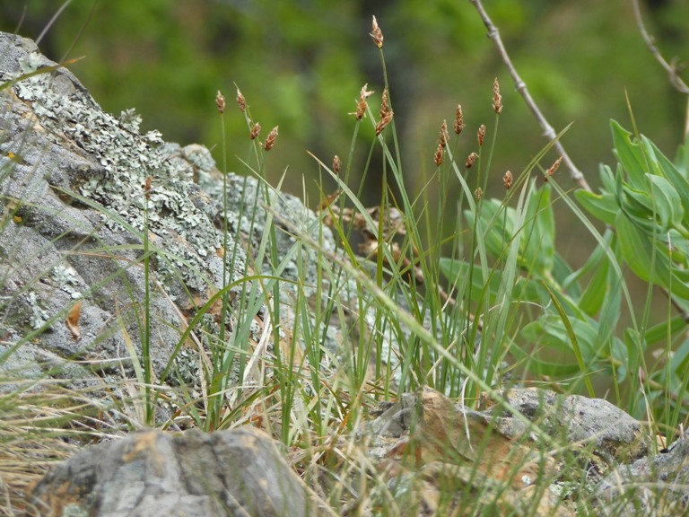 Image of Carex obtusata specimen.