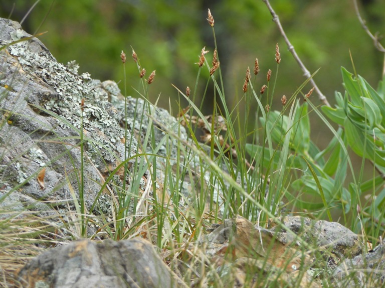 Изображение особи Carex obtusata.