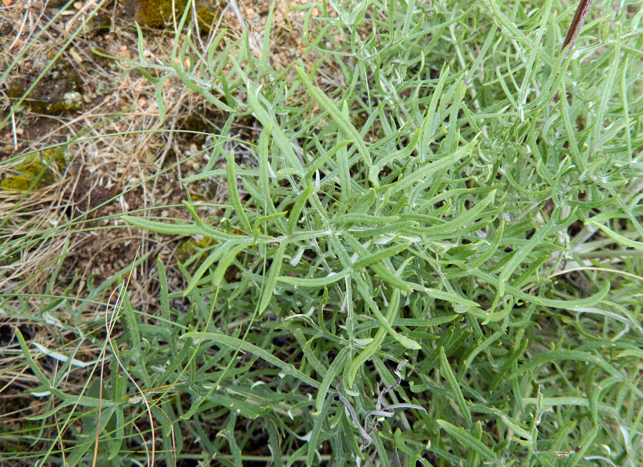 Image of Jurinea granitica specimen.