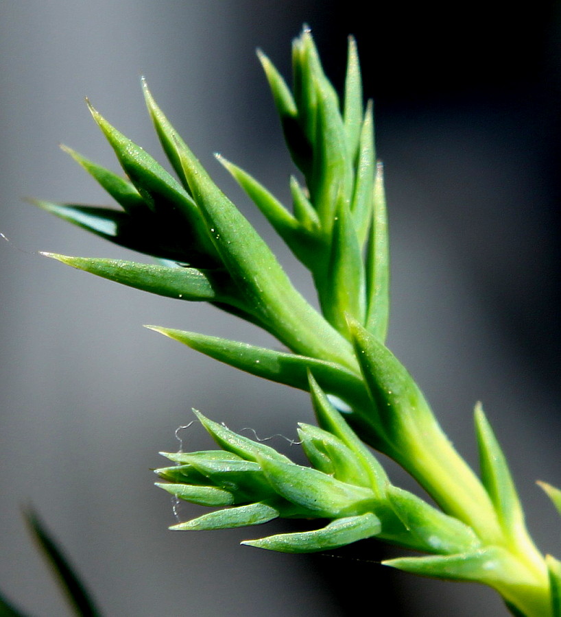 Image of Juniperus &times; pfitzeriana specimen.