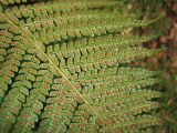 Polystichum setiferum. Нижняя сторона листа с сорусами. Испания, Канарские острова, о. Тенерифе, горный массив Анага. 08.03.2008.