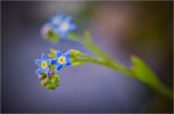 Myosotis cespitosa