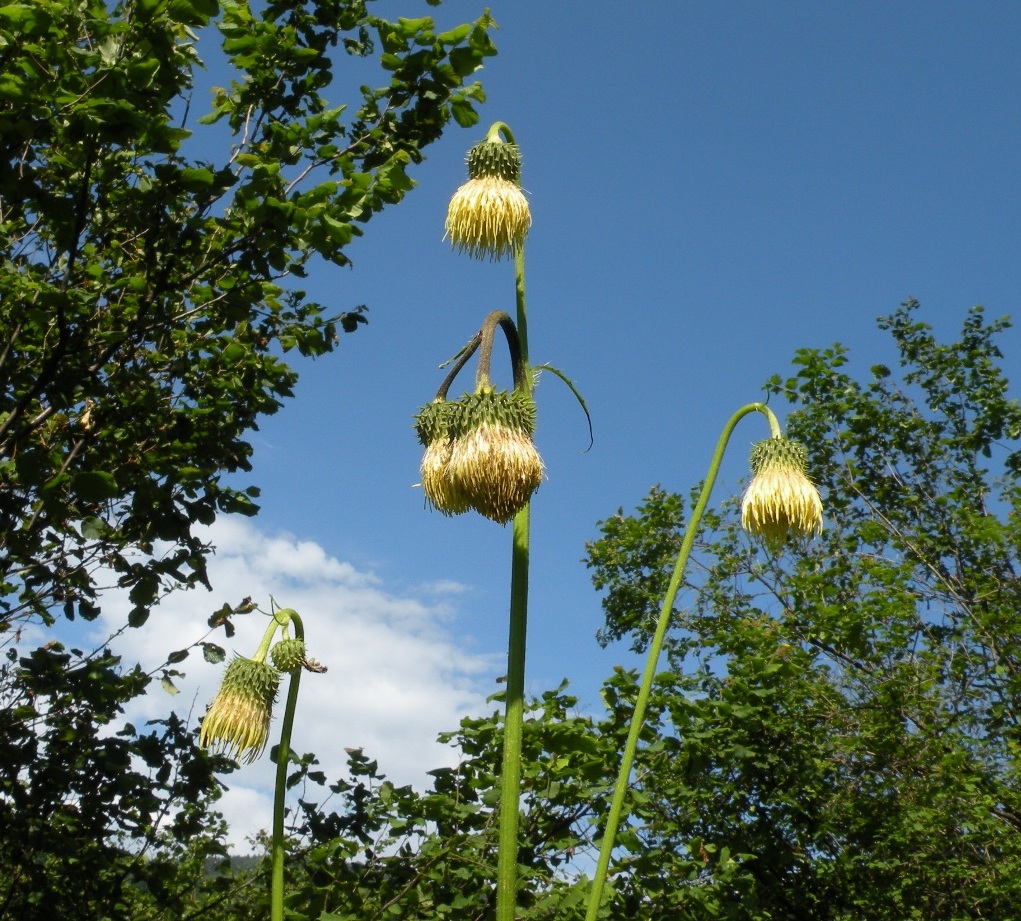 Image of Cirsium erisithales specimen.