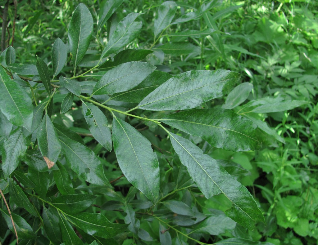 Image of Salix gmelinii specimen.