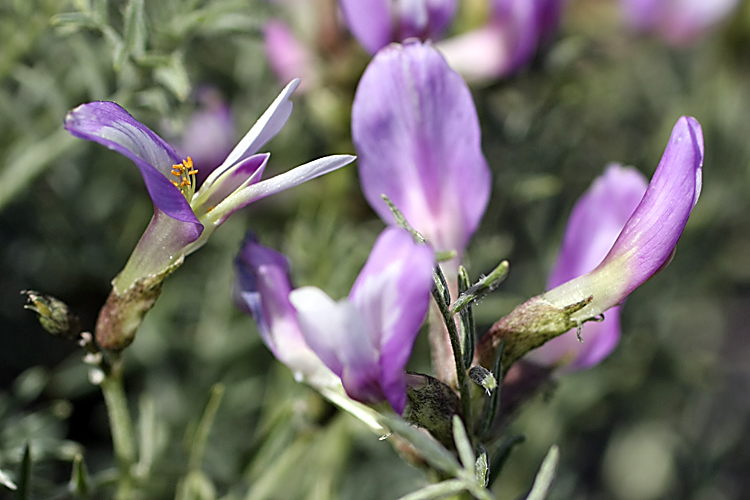 Изображение особи Astragalus pachyrrhizus.