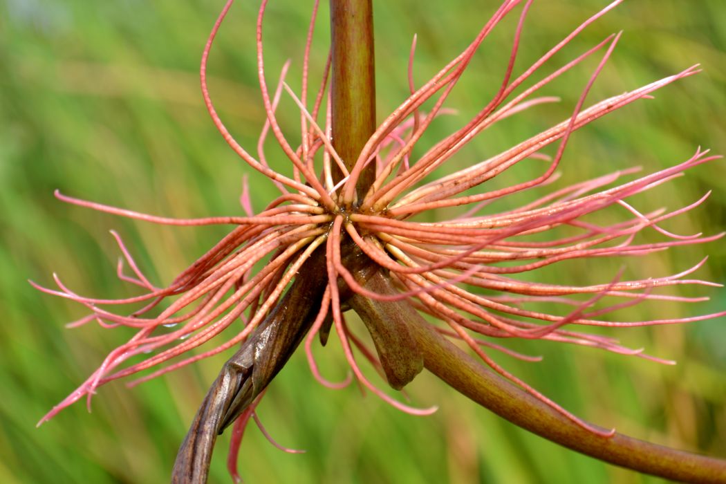 Image of Nelumbo caspica specimen.