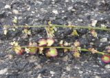 Rumex hastifolius. Верхушки побегов с цветками и недозрелыми плодами. Кабардино-Балкария, Зольский р-н, долина Джилы-Су. 27.07.2012.