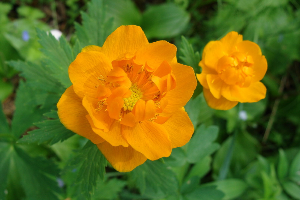 Изображение особи Trollius asiaticus.