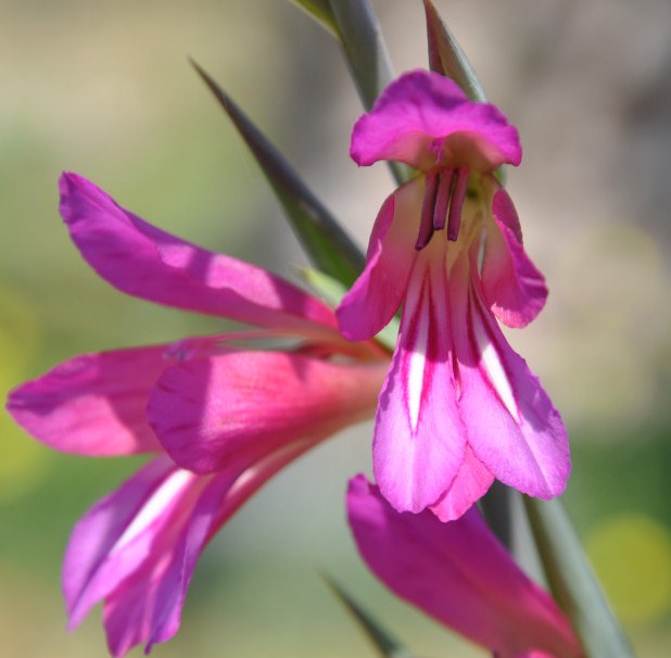 Image of Gladiolus italicus specimen.