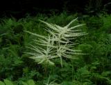 Aruncus sylvestris