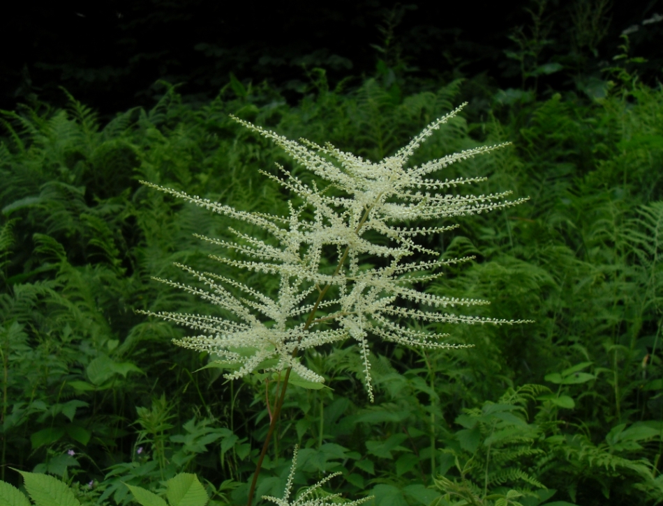 Изображение особи Aruncus sylvestris.